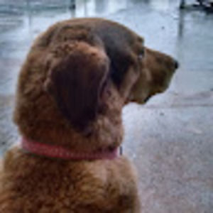 Meet your Posher, Jeffrey